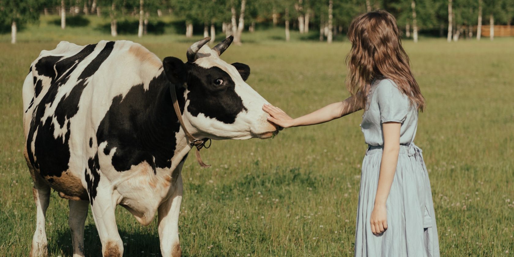 menina acariciando o nariz de uma vaca